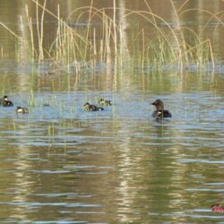 mother-loon-and-baby-loons