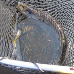 fishing at woman river camp