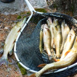 fishing at woman river camp