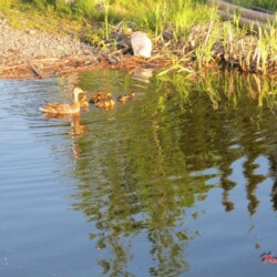 sping-duckings-have-hatched