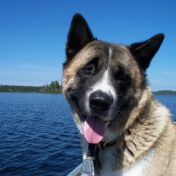 dog at woman river camp