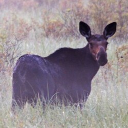 hunting at woman river camp