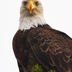 bald eagle