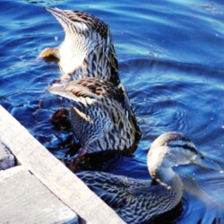 ducks