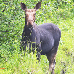 moose