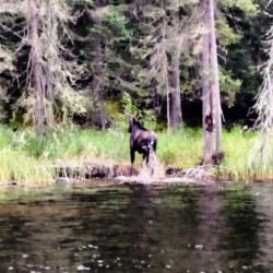hunting at woman river camp