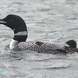 Loon Chick