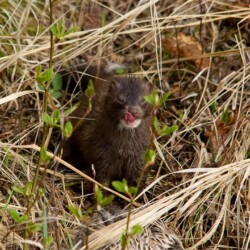 Mink with duck