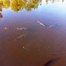 fishing at woman river camp