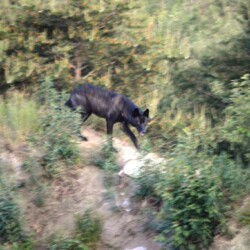 wolf