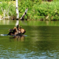 swimming moose