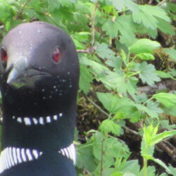 loon