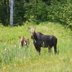 moose