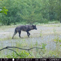 Timber Wolf on the prowl