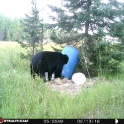 bear hunting