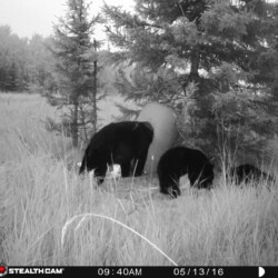 bears at the bait