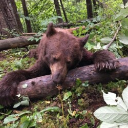 bear hunting