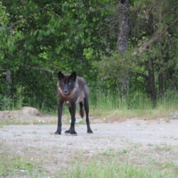 fox