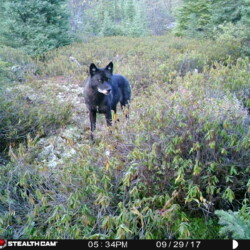 moose hunting