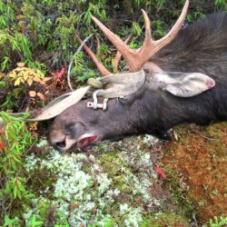 moose hunting