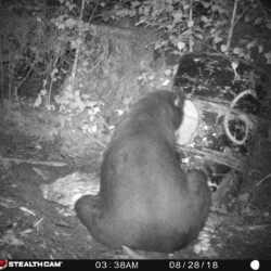 bear hunting