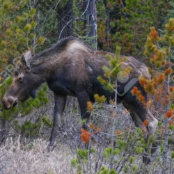 Canadian moose
